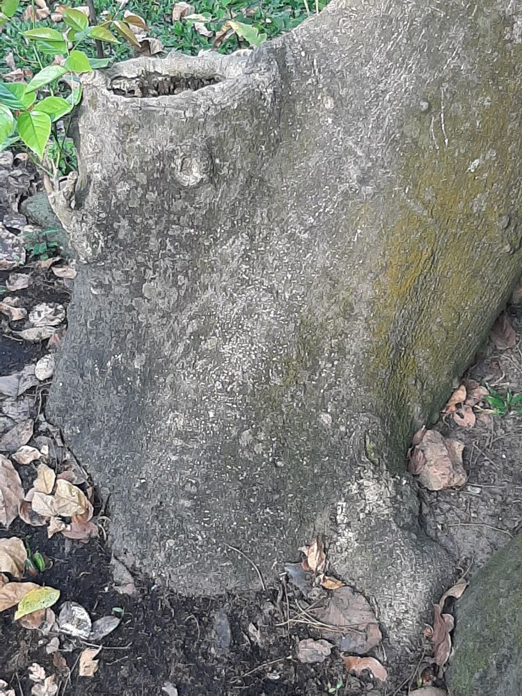 Stem image, , Saigon, Vietnam, 2020-03-17, Antheroporum pierrei - Pierrei bean