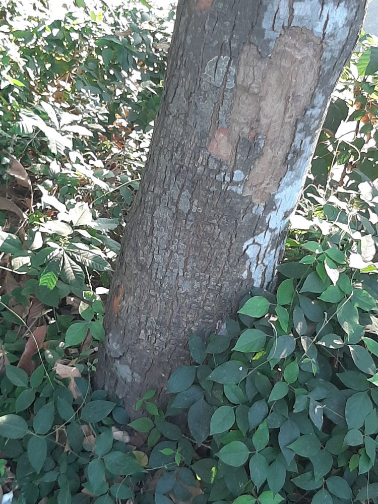 Stem image, , Saigon, Vietnam, 2020-02-15, Aphanamixis polystachya - Pithraj