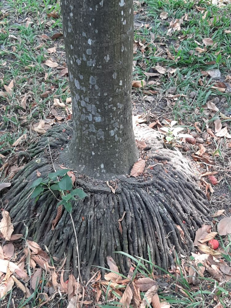 Stem image, , Saigon, Vietnam, 2020-03-17, Areca catechu - Areca nut palm