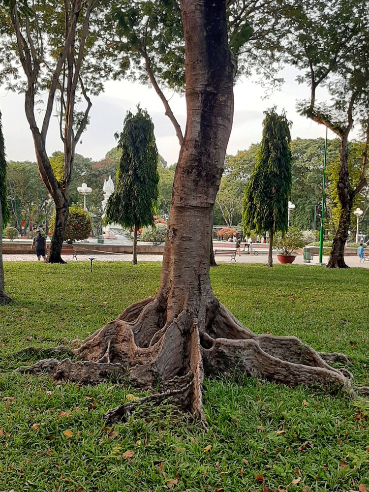 Stem image, , Saigon, Vietnam, 2020-04-17, Delonix regia - Royal poinciana
