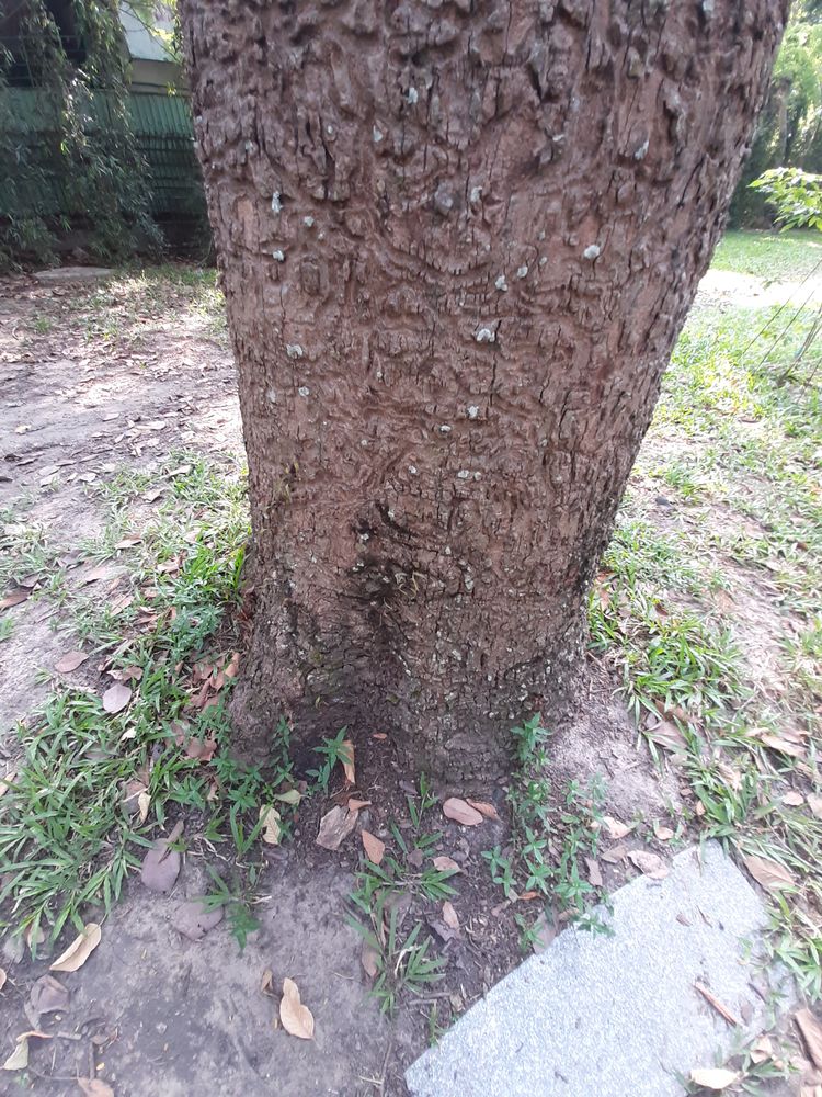 Stem image, , Saigon, Vietnam, 2020-03-17, Dipterocarpus alatus - Keruing