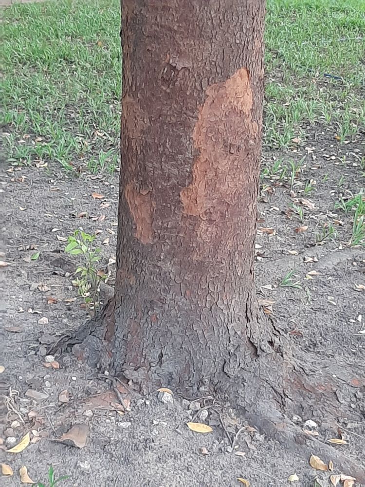 Stem image, Maarten Rozendale, Saigon, Vietnam, 2020-04-17, Dysoxylum rubrocostatum - Vietnamese dysoxylum