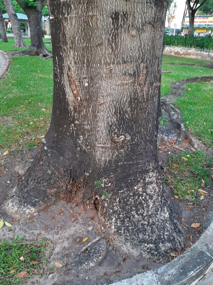 Stem image, , Saigon, Vietnam, 2020-04-17, Enterolobium cyclocarpum - Ear pod tree
