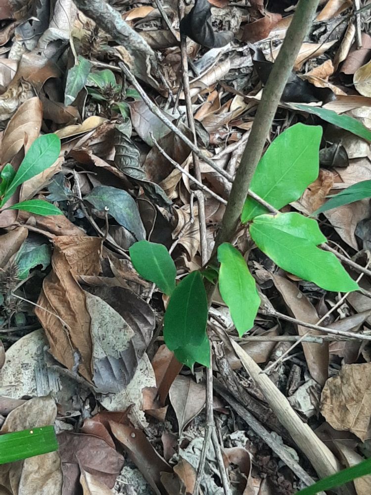 Stem image, , Ba Ria, Vietnam, 2020-04-15, Excoecaria poilanei - Vietnamese thyllai