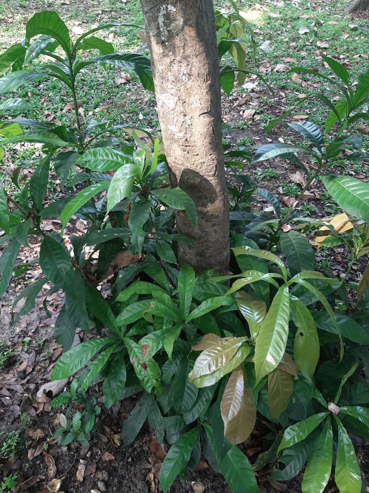Stem image, , Saigon, Vietnam, 2020-03-17, Gustavia augusta - Augusta gustavia