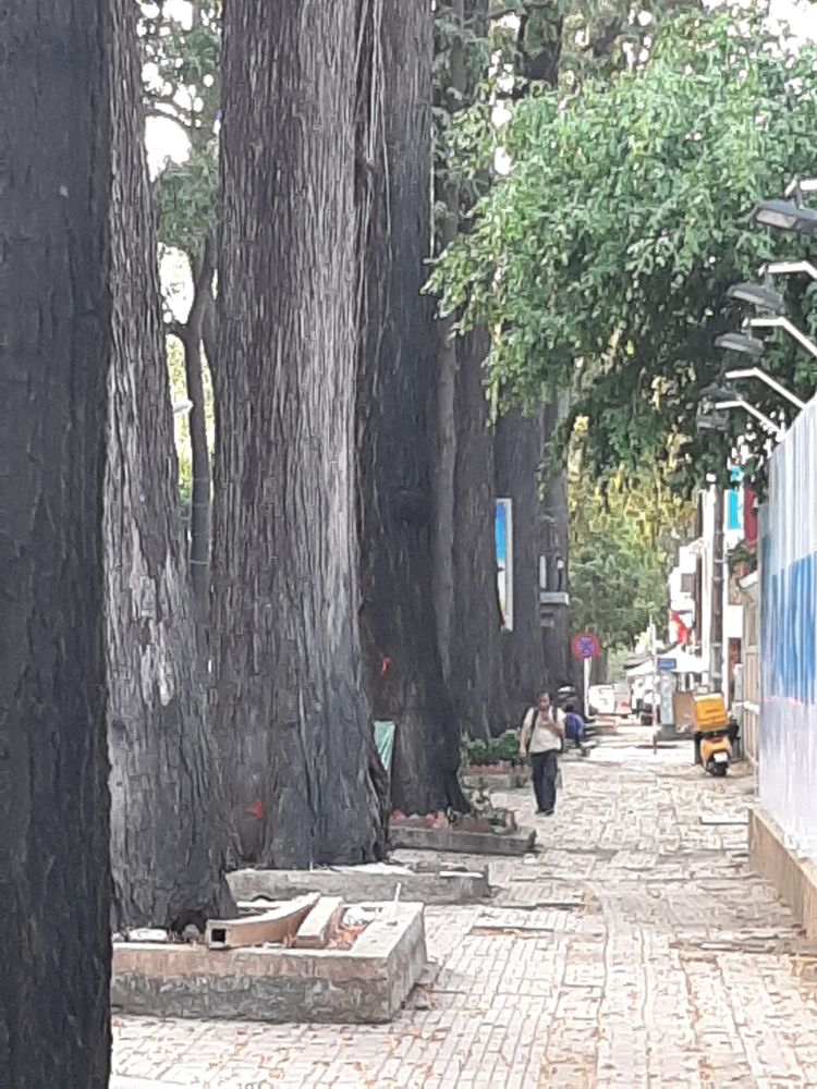 Stem image, , Saigon, Vietnam, 2020-04-17, Hopea odorata - White thingan