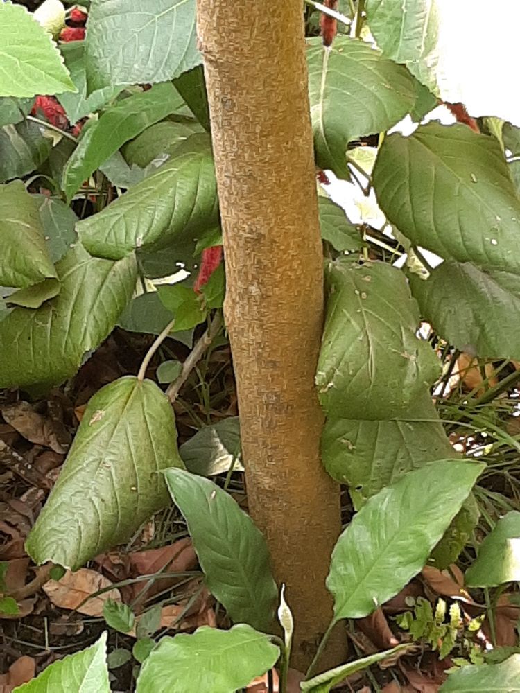 Stem image, , Saigon, Vietnam, 2020-03-13, Leucaena leucocephala - Leucaena