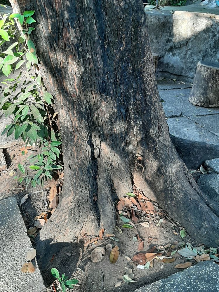 Stem image, , Saigon, Vietnam, 2020-02-15, Madhuca cochinchinensis - Vietnamese madhuca