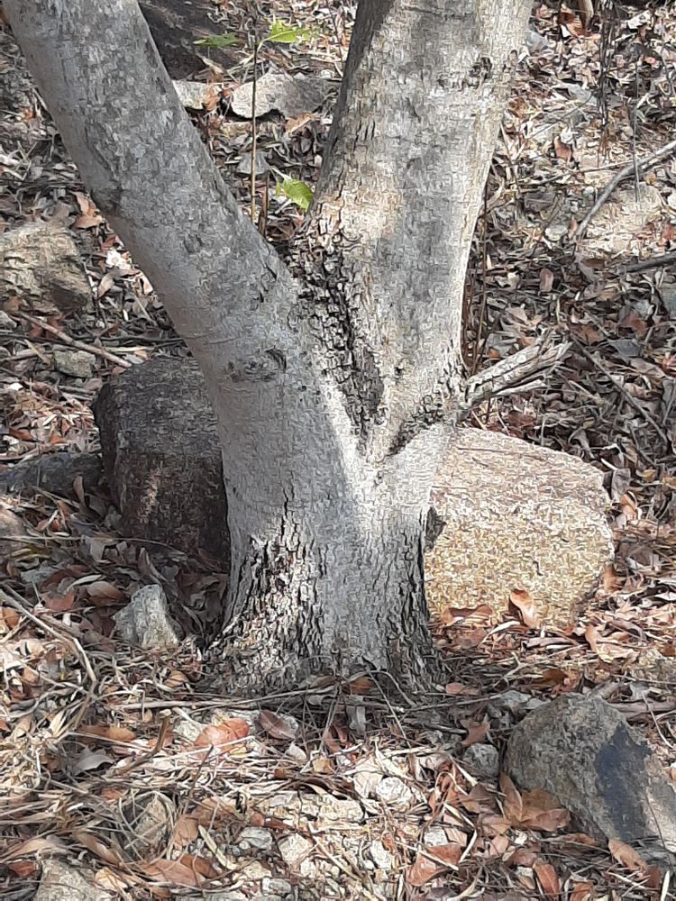 Stem image, , Ba Ria, Vietnam, 2020-04-15, Peltophorum dasyrhachis - Peltophorum tree