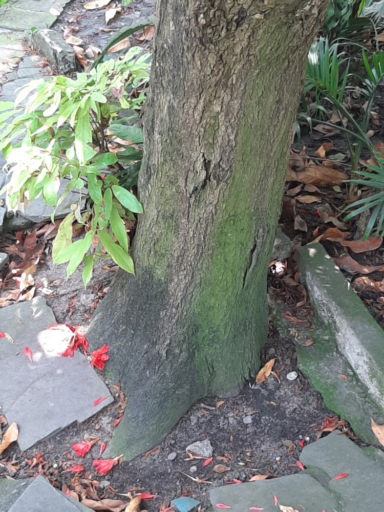 Stem image, , Saigon, Vietnam, 2020-03-13, Saraca indica - Asoca
