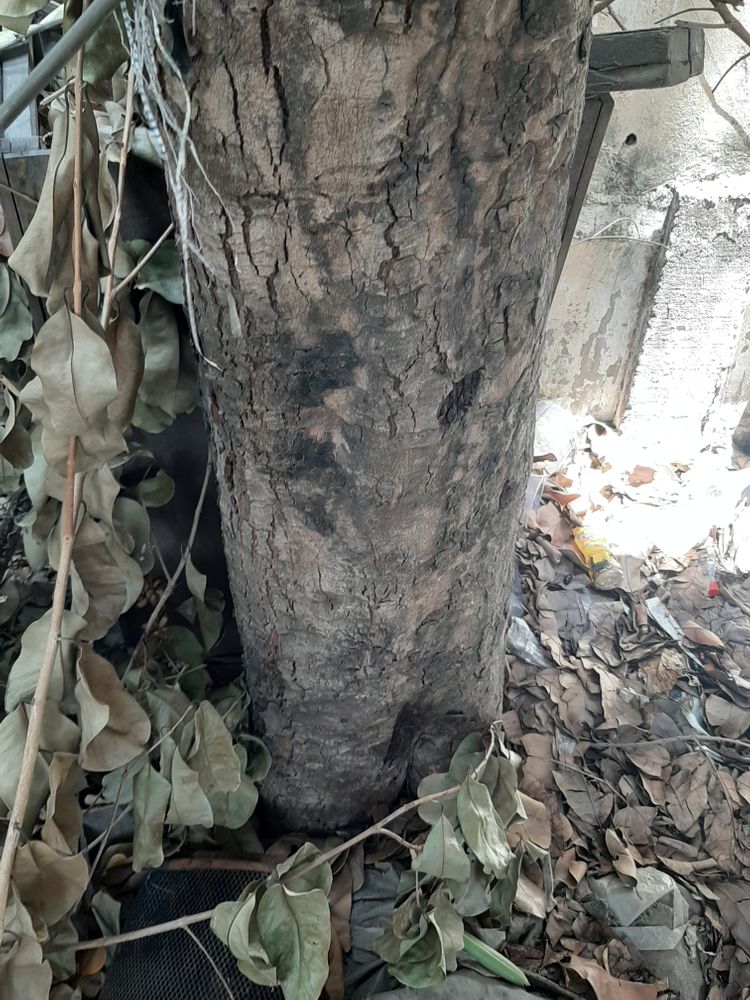 Stem image, , Saigon, Vietnam, 2020-04-16, Syzygium cuminii - Jambolan