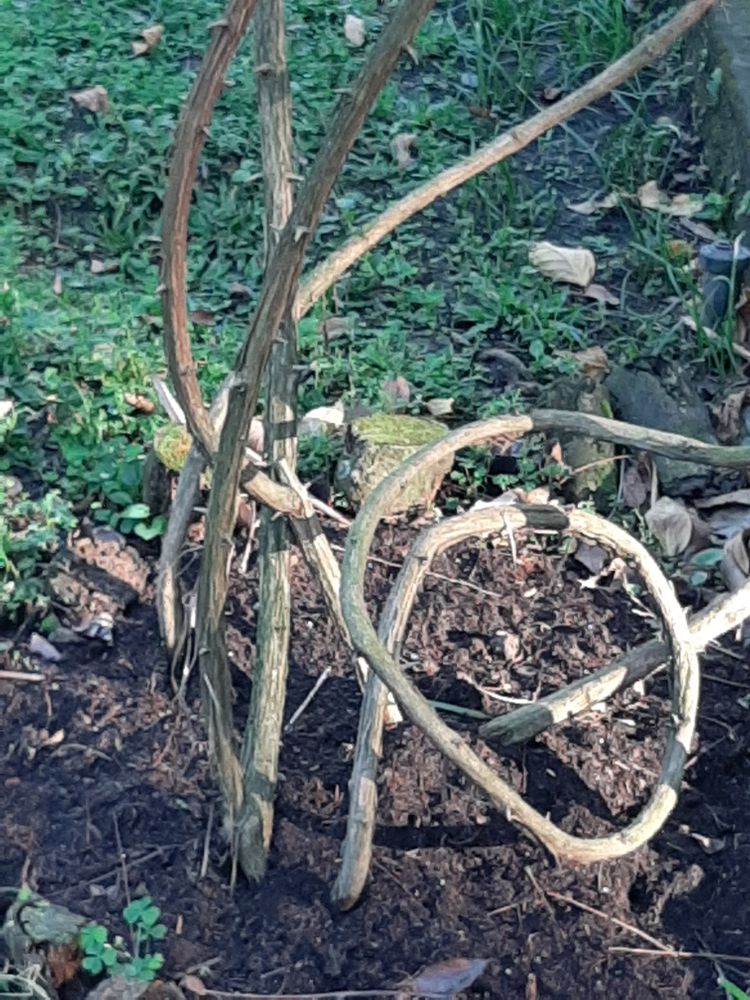 Stem image, , Saigon, Vietnam, 2020-02-15, Tecoma stans - Yellow trumpetbush