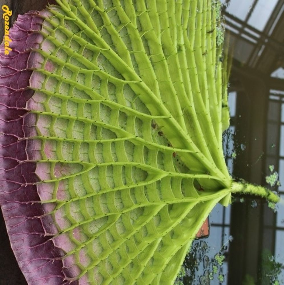 Stem image, , Horticus Leiden, Netherlands, 2017-08-17, Victoria amazonica - Amazon lily