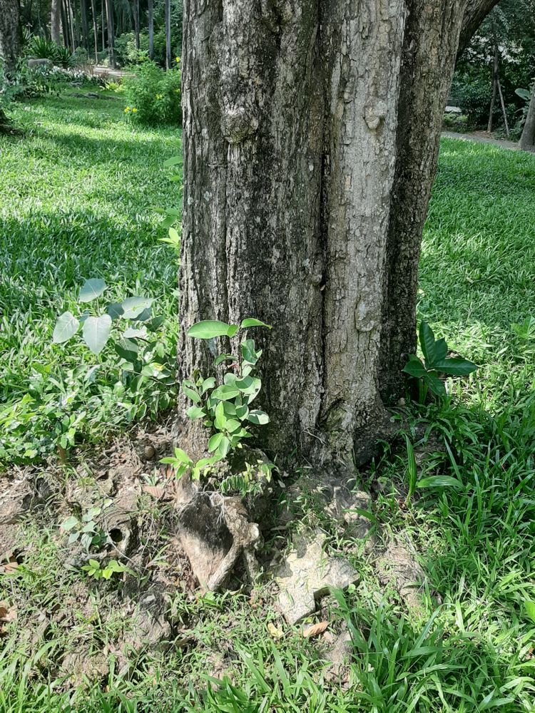 Stem image, , Saigon, Vietnam, 2020-03-17, Wrightia pubescens - Long muc long