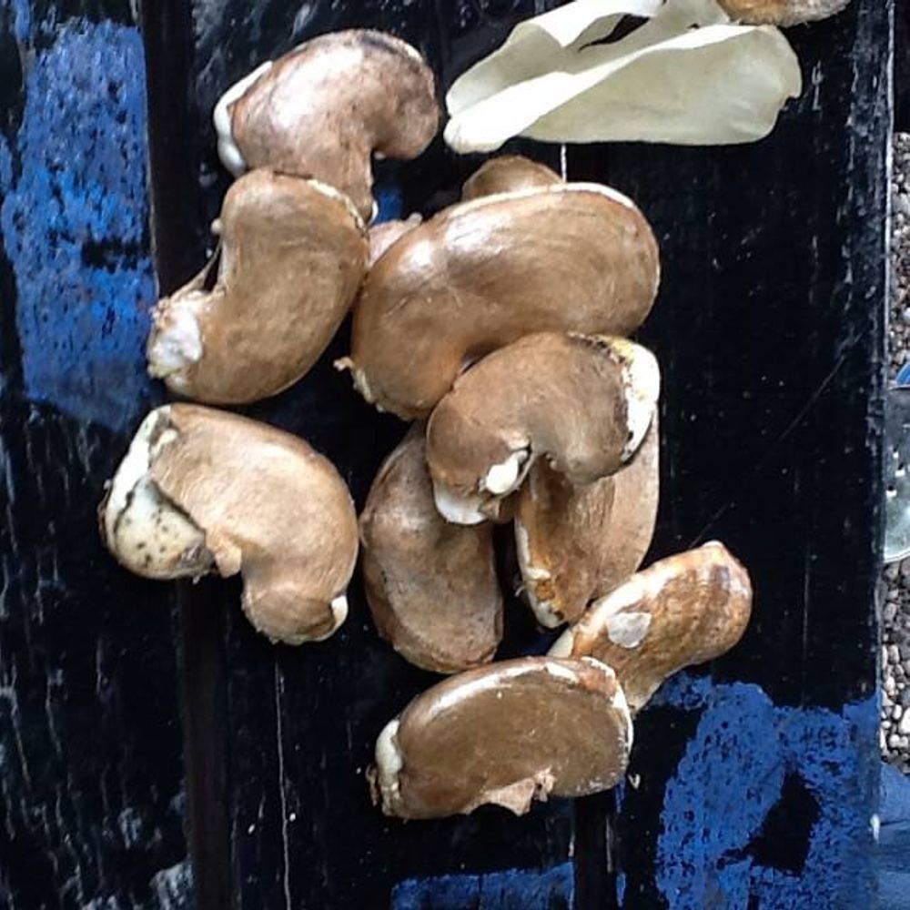 Seeds image, Maarten Rozendale, Elkins, United States, 2014-07-13, Mangifera indica - Mango tree