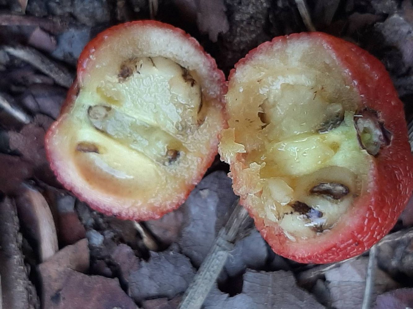 Seeds image, Maarten Rozendale, Tel Aviv-Yafo, Israel, 2019-11-13, Arbutus andrachne - Greek strawberry tree