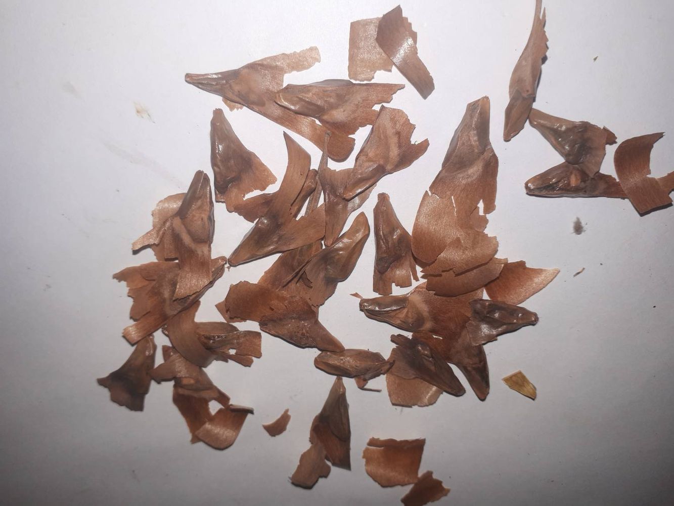 Seeds image, , Sneek, Netherlands, 2018-10-28, Picea likiangensis - Lijiang spruce