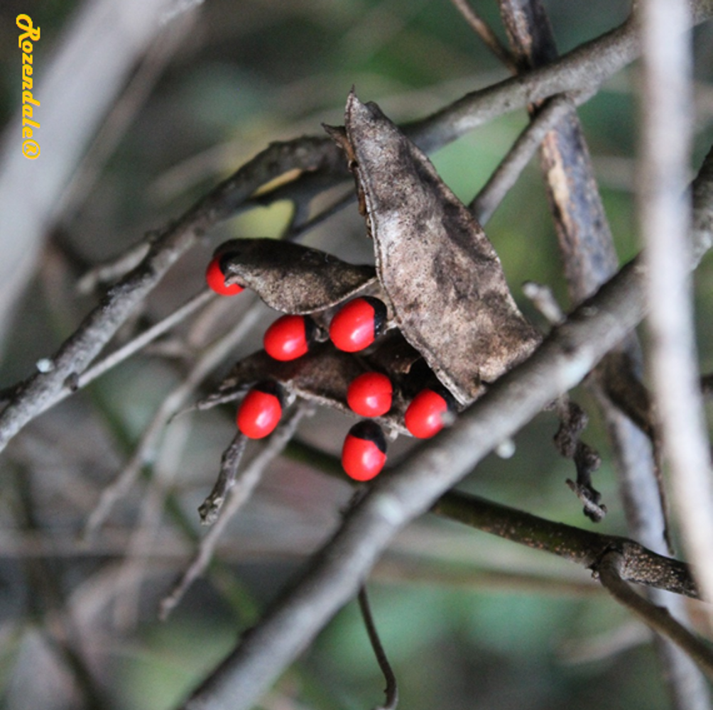 Seeds image, , , , 2016-11-06, Abrus precatorius - Jequirity
