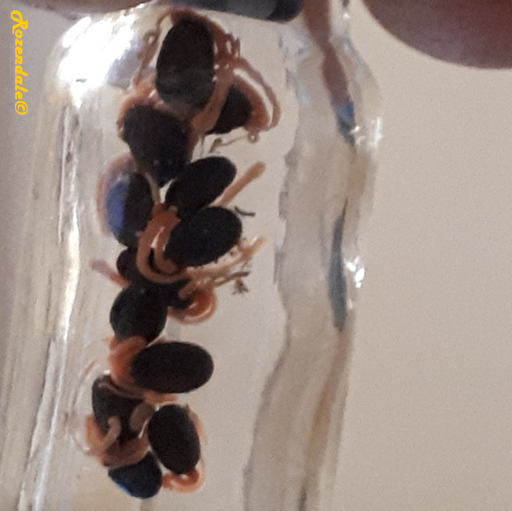 Seeds image, Maarten Rozendale, Sneek, Netherlands, 2018-06-09, Acacia melanoxylon - Tasmanian blackwood