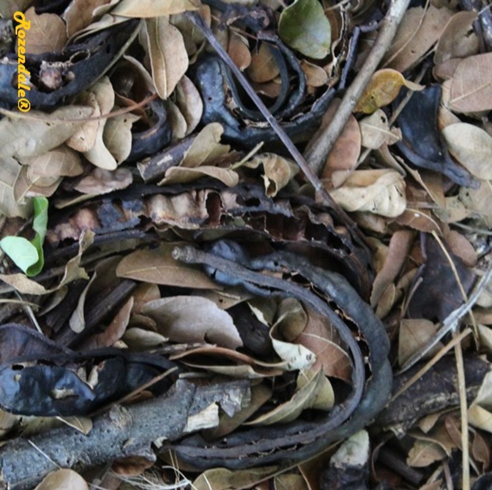 Seeds image, Maarten Rozendale, Coral Gables, United States, 2016-11-17, Albizia saman - Saman tree