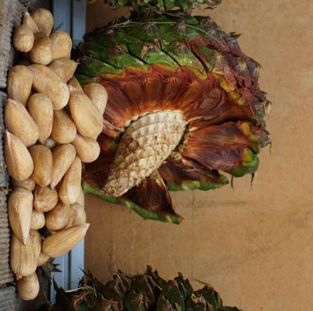 Seeds image, , , , 2017-04-16, Araucaria bidwillii - Bunya pine
