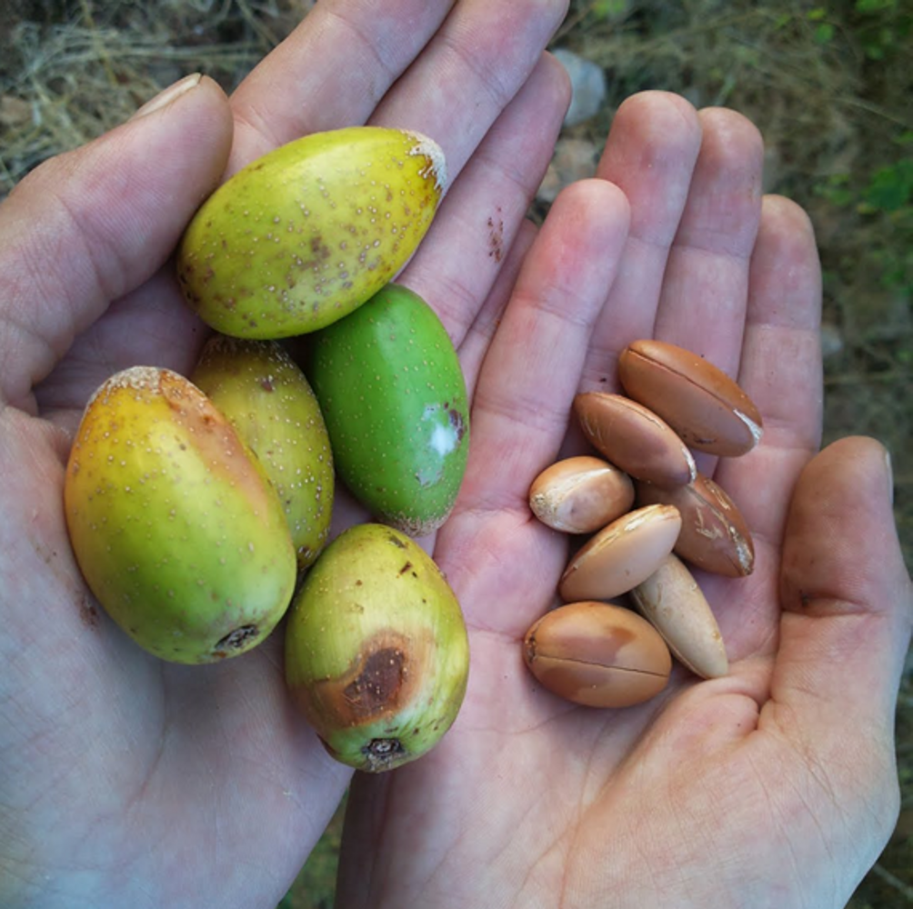 Seeds image, , , , 2017-03-11, Argania spinosa - Argan
