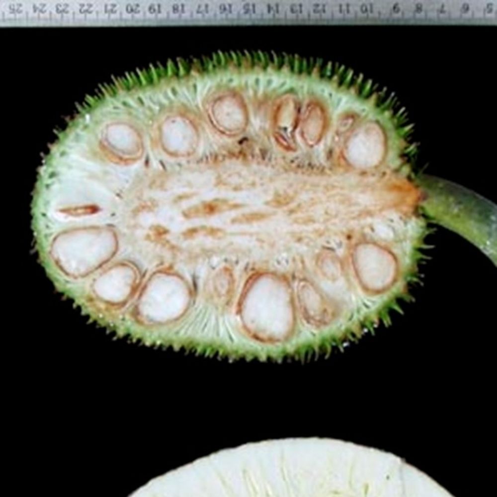 Seeds image, , , , 2017-04-16, Artocarpus camansi - Breadnut