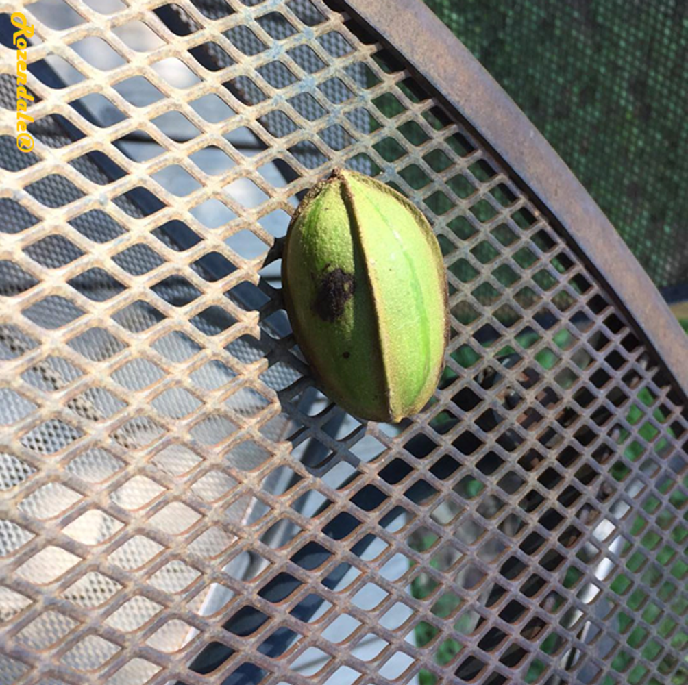 Seeds image, Maarten Rozendale, Hico, United States, 2017-08-11, Carya illinoinensis - Pecan