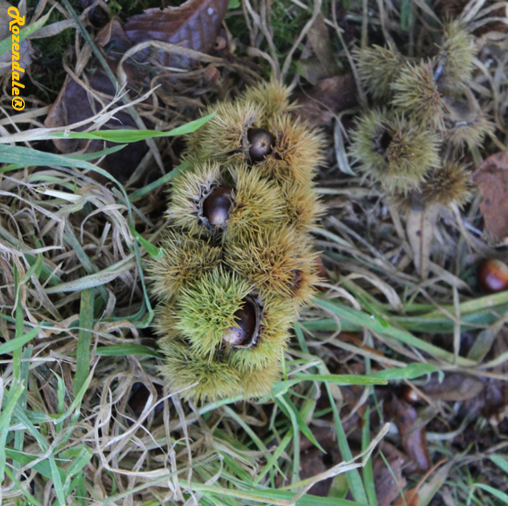 Seeds image, , , , 2016-10-15, Castanea pumila - Allegheny chinquapin