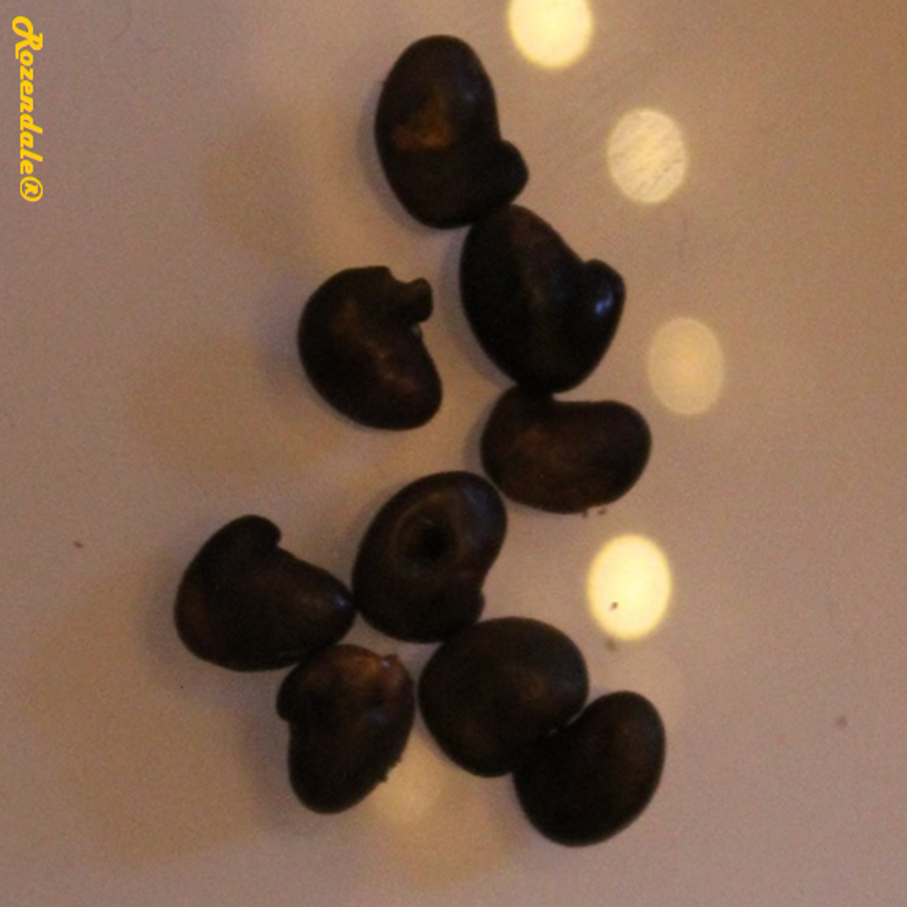 Seeds image, , , , 2017-09-05, Laburnum anagyroides - Golden rain