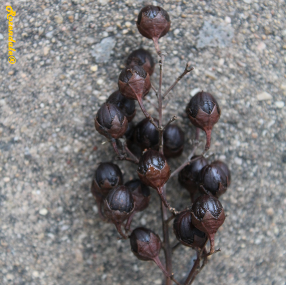 Seeds image, , , , 2016-11-06, Lagerstroemia indica x fauriei - Crepe myrtle