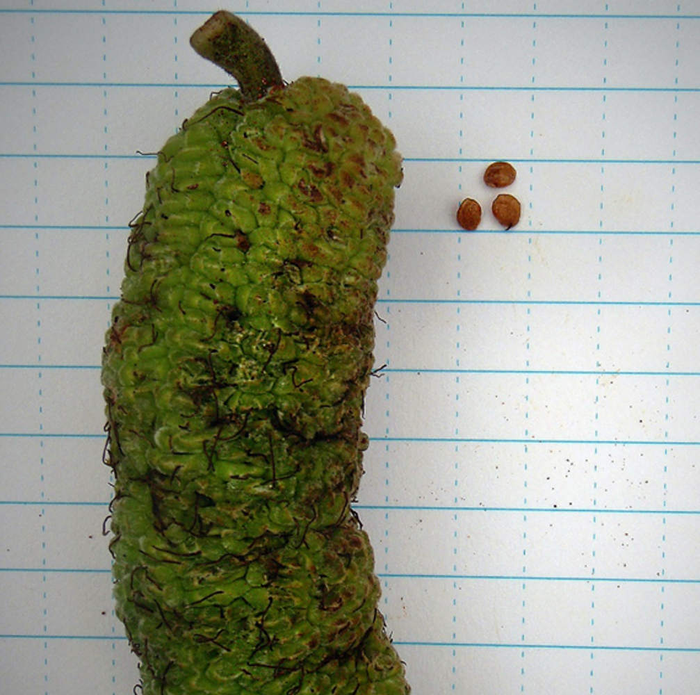 Seeds image, , , , 2017-03-11, Milicia excelsa - Iroko
