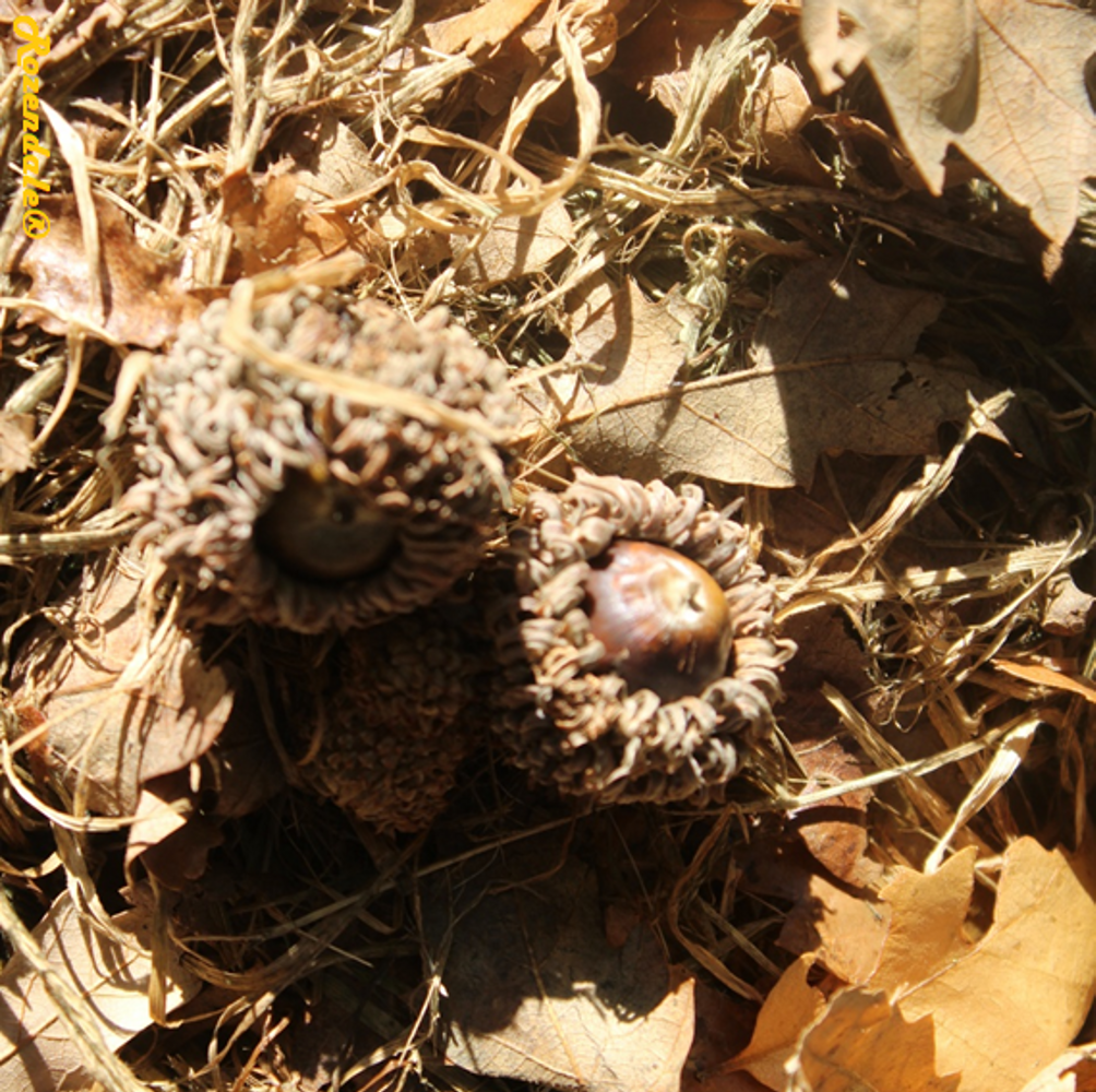 Seeds image, , , , 2016-10-15, Quercus variabilis - Chinese cork oak