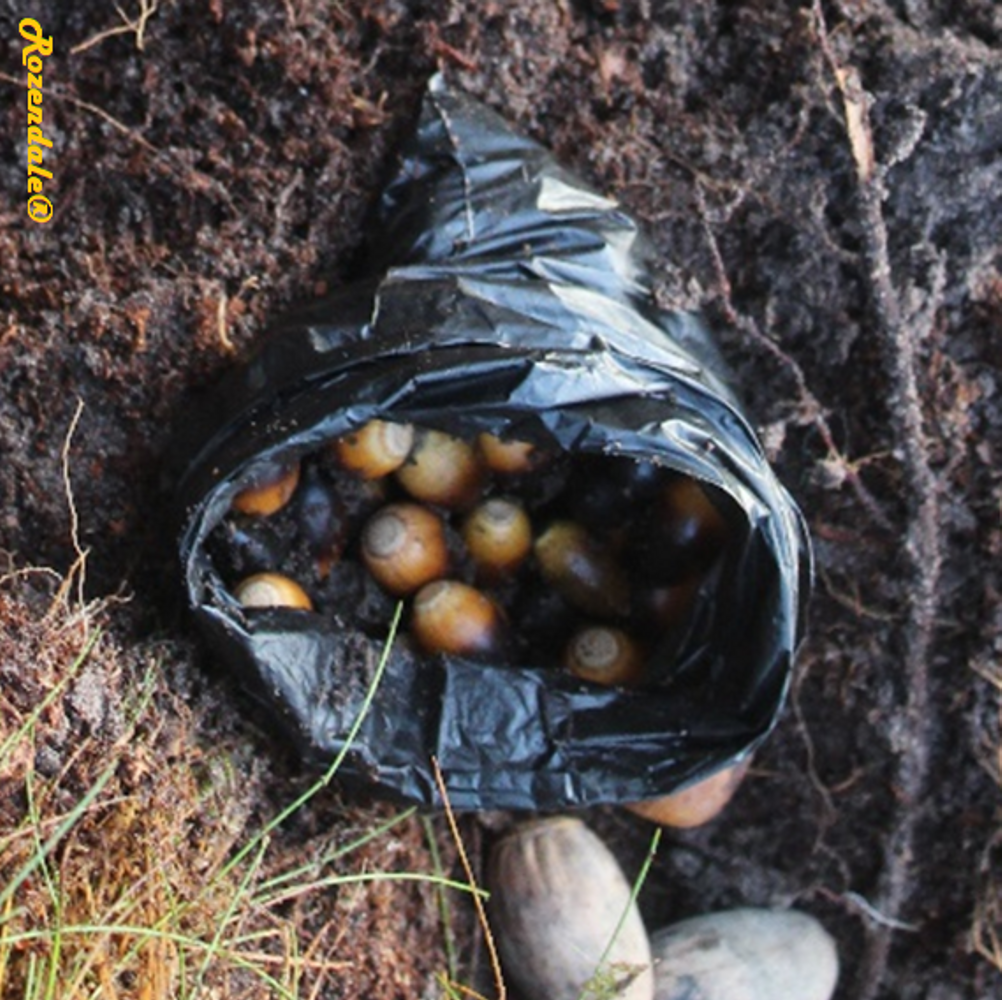 Seeds image, Test Name, Rijs, Netherlands, 2017-12-20, Quercus virginiana - Southern live oak