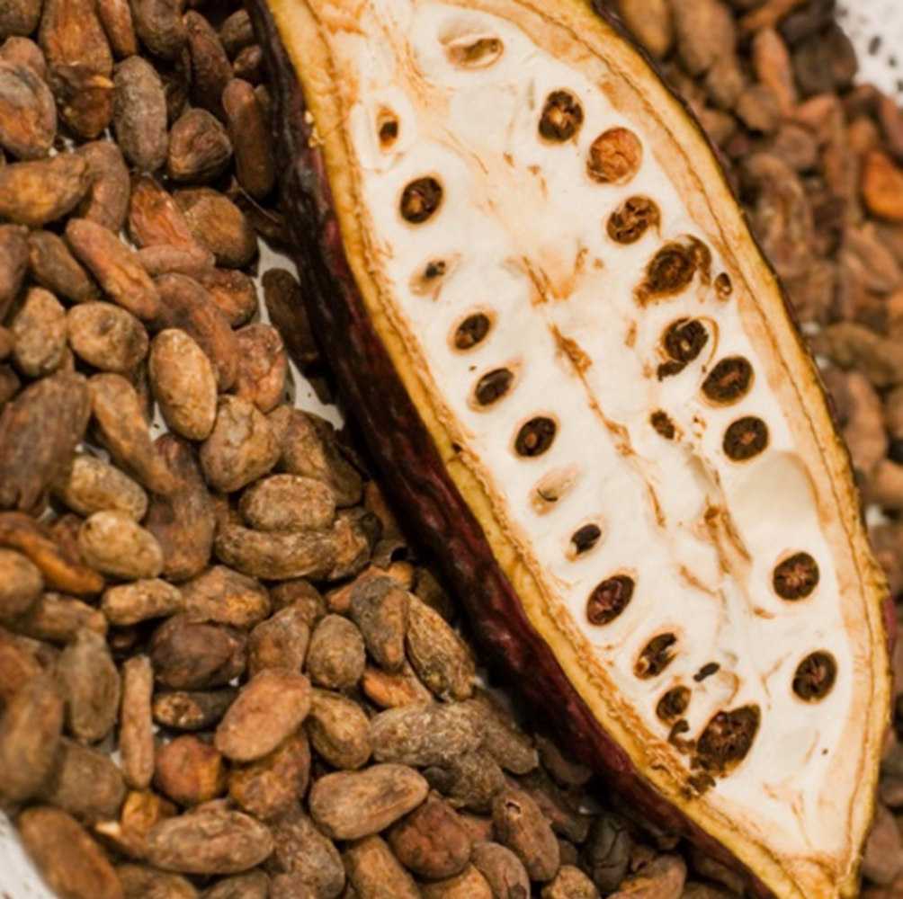 Seeds image, , , , 2017-04-15, Theobroma cocoa - Cocoa tree