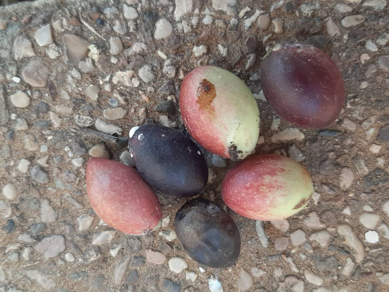 Crops image, Maarten Rozendale, origin: Israel, 2019-11-13, Acokanthera spectabilis - Unkn
