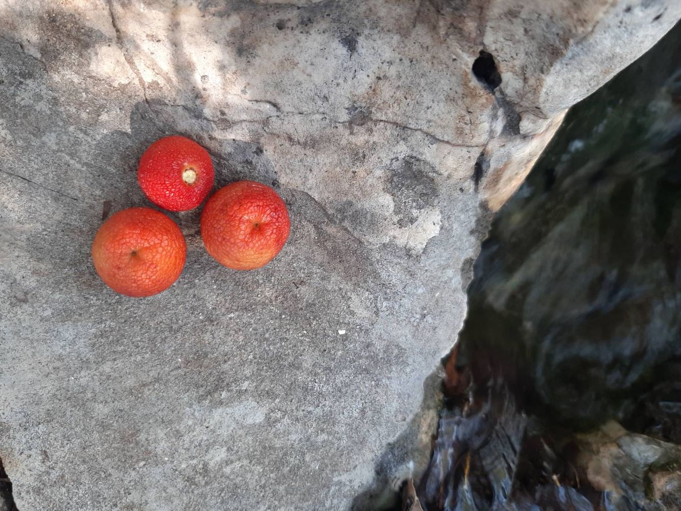 Crops image, Maarten Rozendale, origin: , 2019-11-13, Arbutus andrachne - Greek strawberry tree