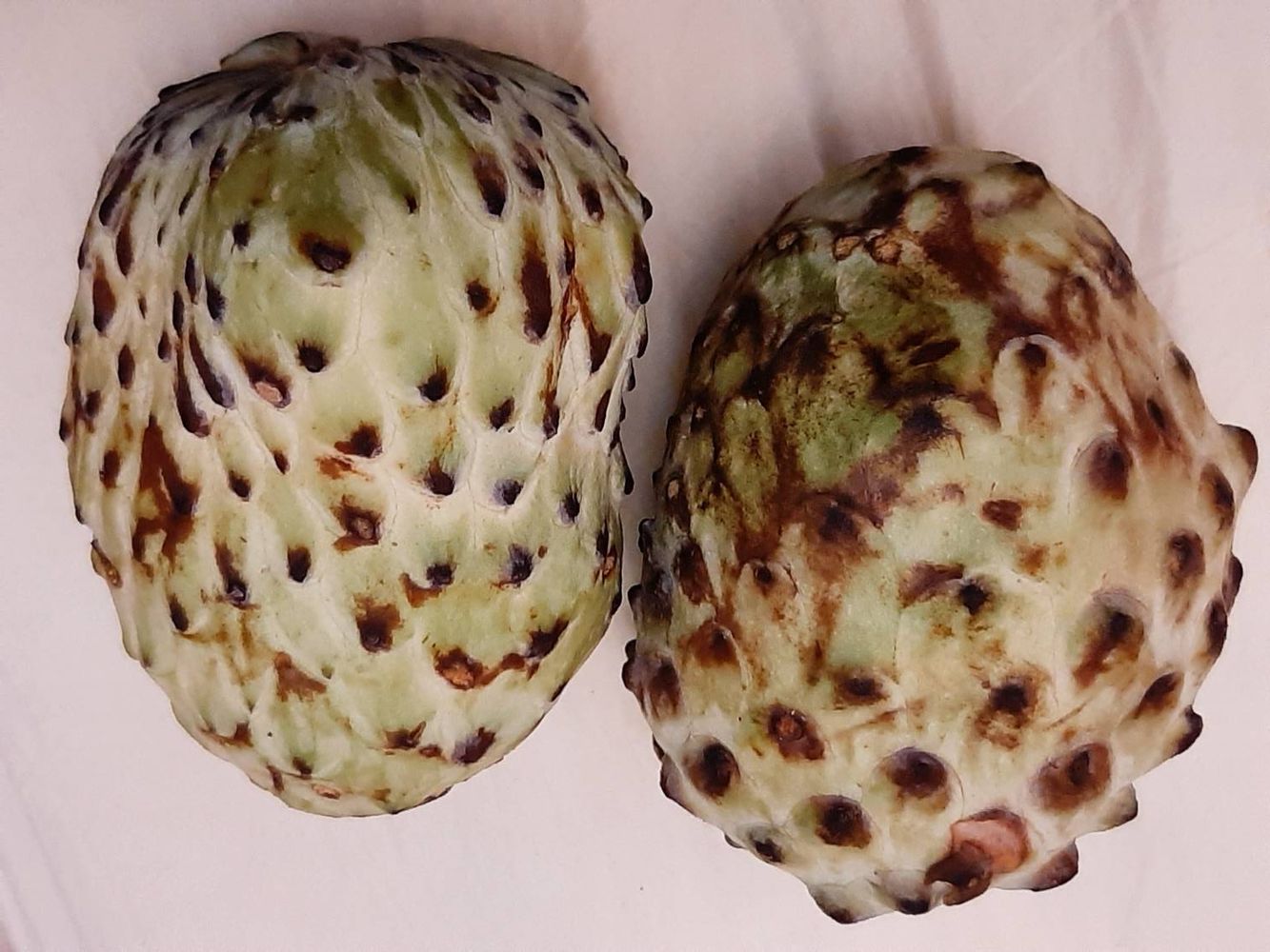 Crops image, Maarten Rozendale, origin: Israel, 2019-11-13, Annona cherimola - Cherymoya