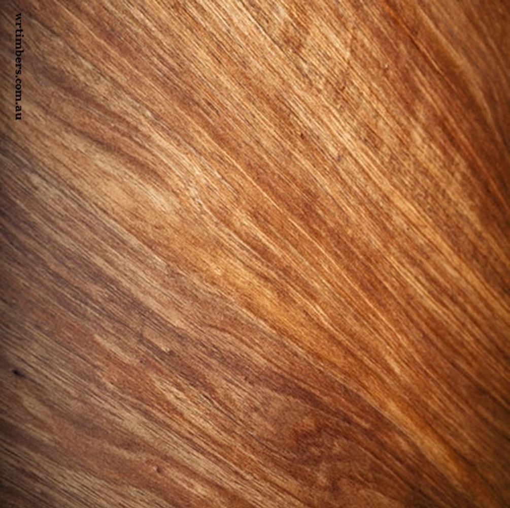 Crops image, Maarten Rozendale, origin: , , Acacia melanoxylon - Tasmanian blackwood