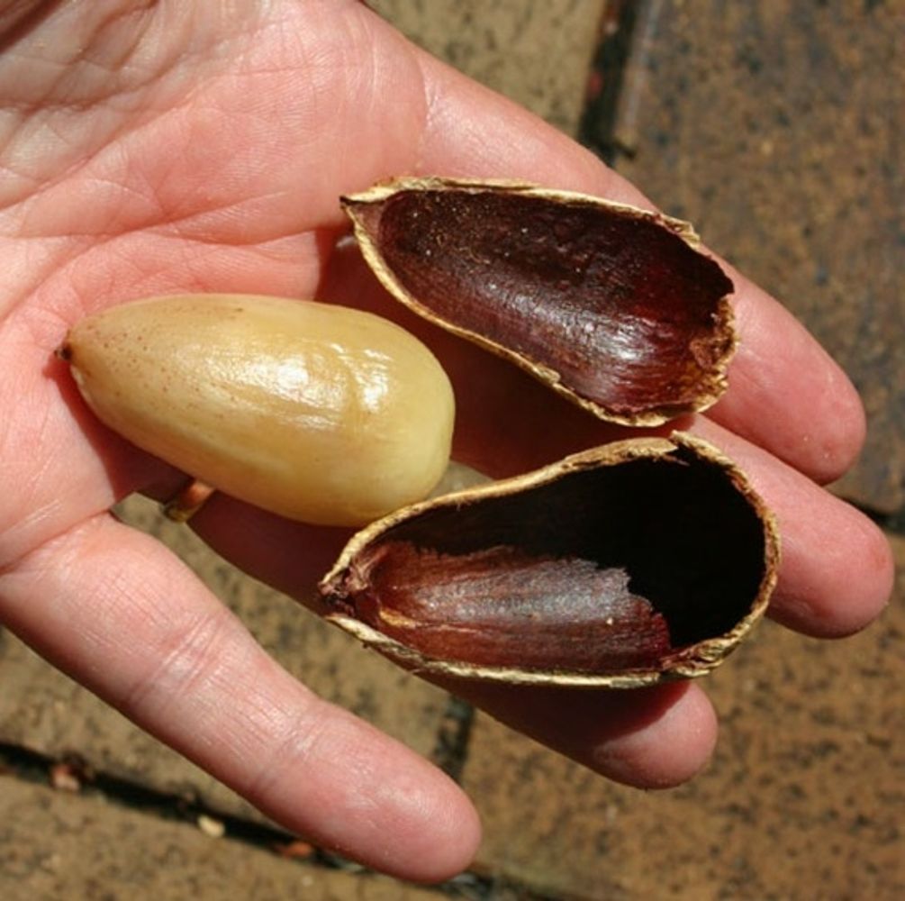 Crops image, , origin: , , Araucaria bidwillii - Bunya pine