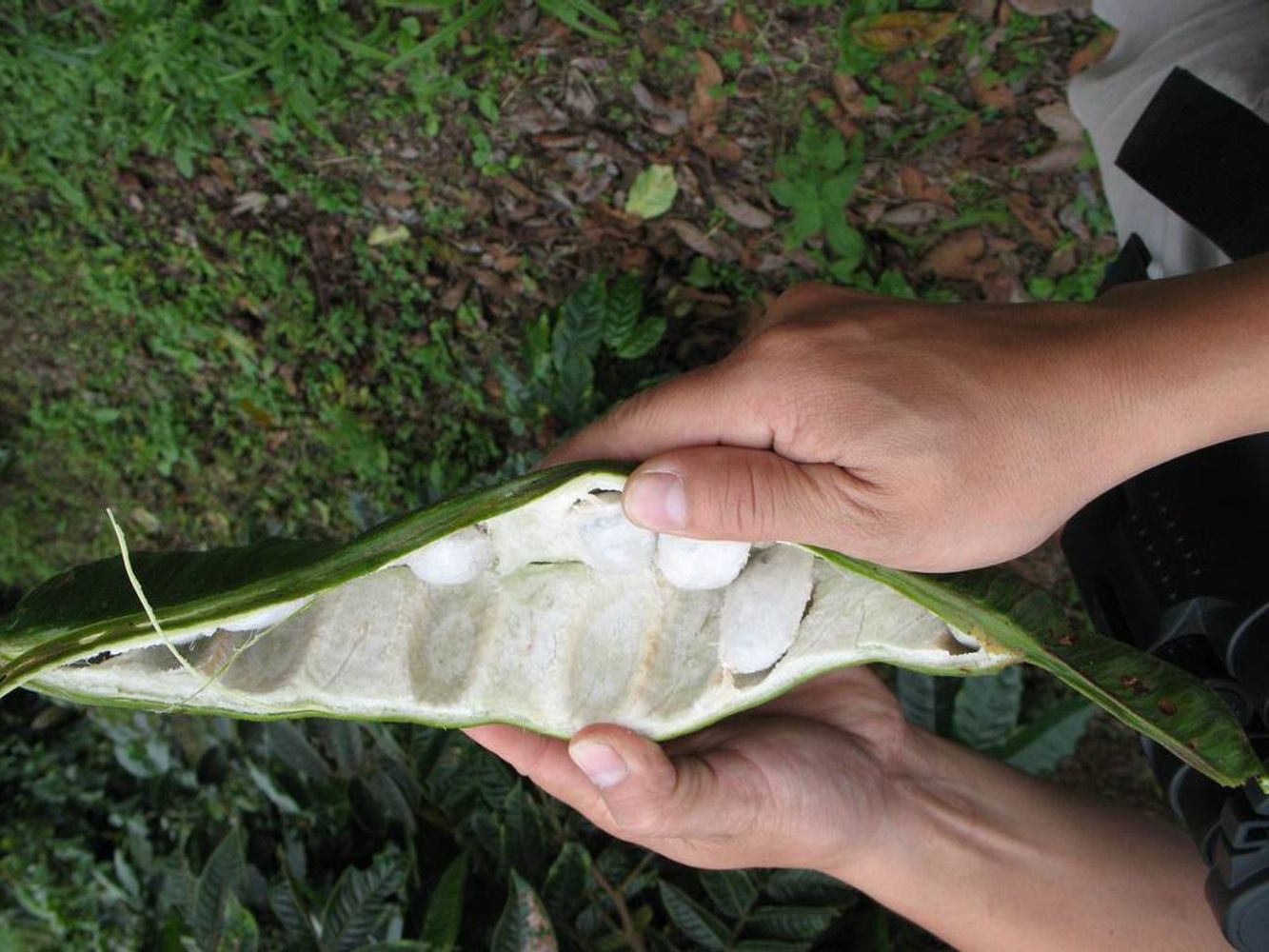 Crops image, Maarten Rozendale, origin: , 2008-01-27, Inga edulis - Ice-cream bean tree