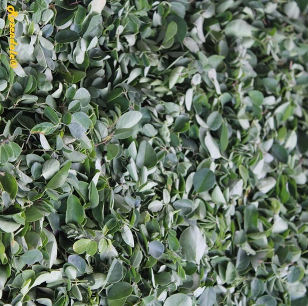 Crops image, Test Name, origin: South Africa, 2015-10-19, Moringa oleifera - Moringa