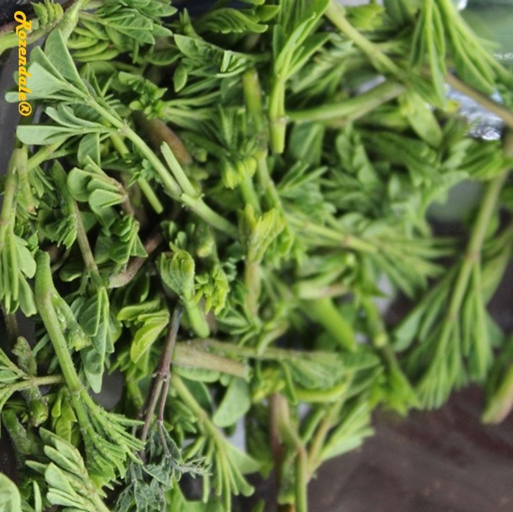 Crops image, , origin: , , Moringa oleifera - Moringa
