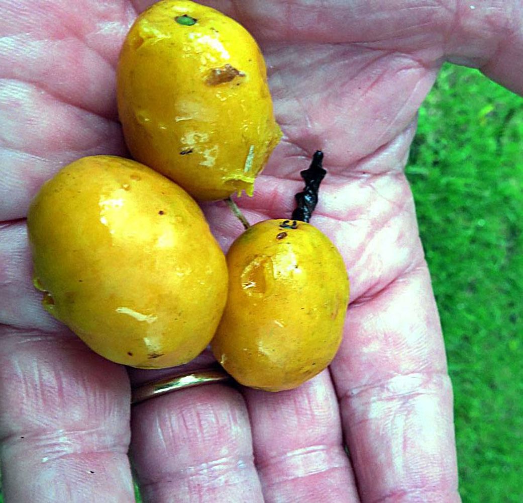 Crops image, Maarten Rozendale, origin: USA, 2019-11-14, Spondias mombin - Yellow mombin plum