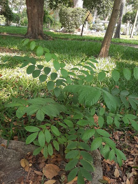 seedling photo Naturally sprout Spathodea seedling, 