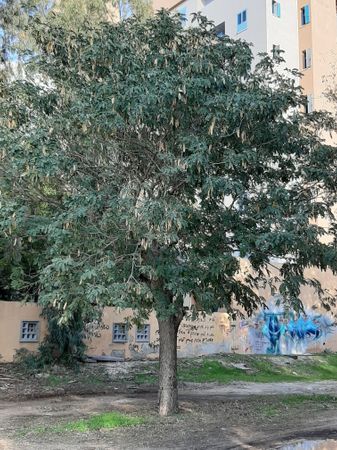 vertical photo Healthy Albizia lebbeck Source, Tel Aviv-Yafo