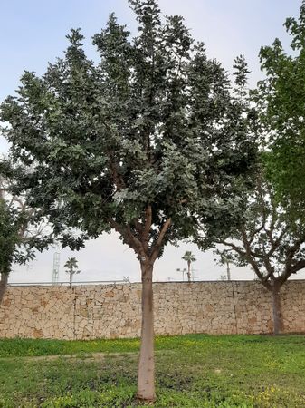 vertical photo Carob mother tree with ID-label 0180, Tel Aviv-Yafo