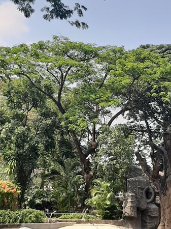 vertical photo Albizia saman source, Saigon