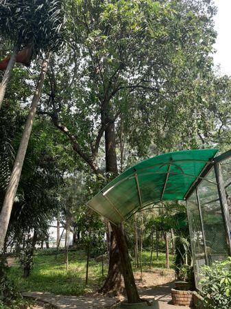 vertical photo Guazuma ulmifolia source, Saigon