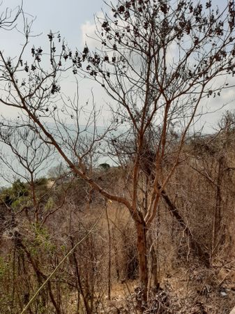 vertical photo Terminalia calamansanai semi-arid source, Thành ph? V?ng Tàu